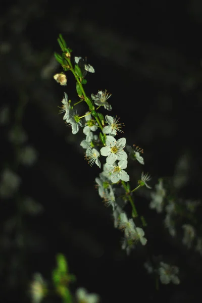 Frühlingsblumen Blüte Natur — Stockfoto