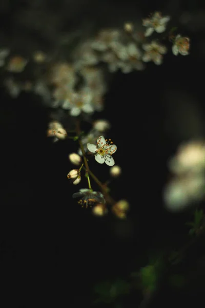 Flores Primavera Flor Natureza — Fotografia de Stock