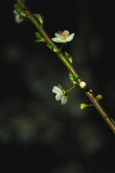 Vårblommor Blommor Natur — Stockfoto
