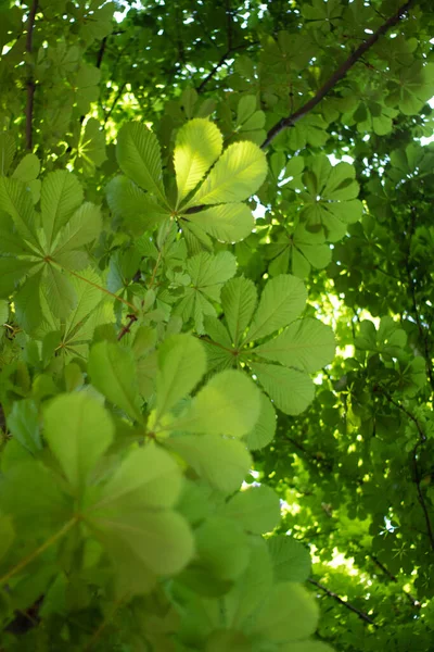 木の緑の葉 夏時間 — ストック写真
