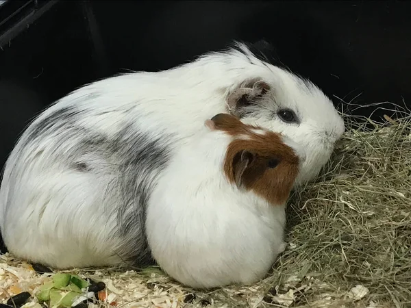 Two guinea pigs, the mother and the daughter sitting together, family cuddling