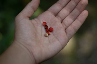 Hand holding red fruits berries, health natural, beautiful day