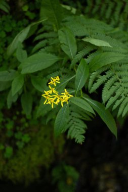 Yellow flower, beautiful nature,day and wild life