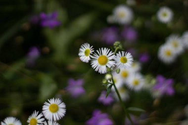 Chamomile flowers, colors and life in nature, field