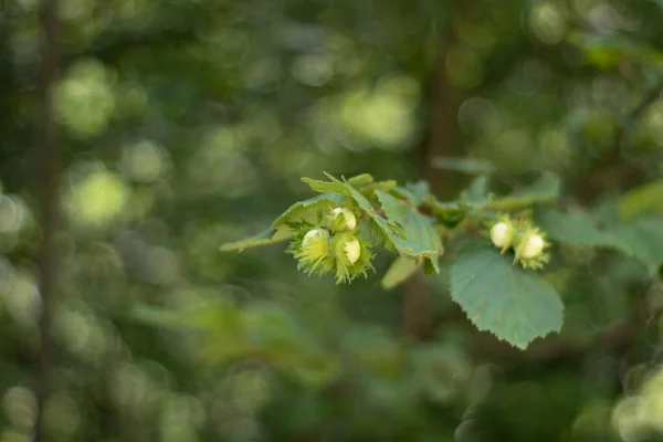 Hazel Nuts Tree Health Natural Beautiful Nature — Stockfoto