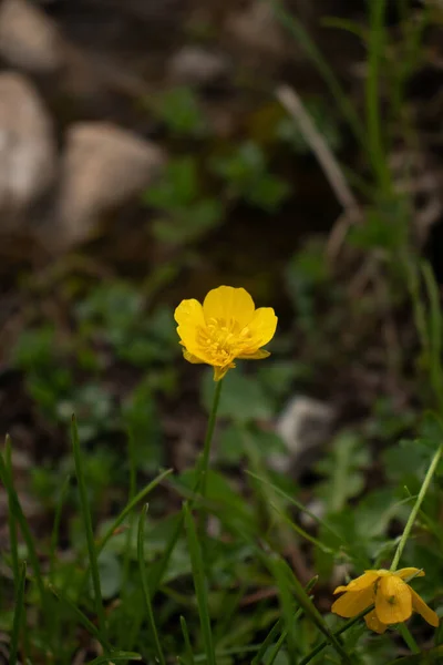Желтый Цветок Красивая Природа День Дикая Жизнь — стоковое фото