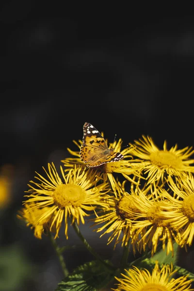 黄色の花にオレンジ蝶 夏時間 — ストック写真