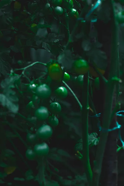 Cherry Tomatoes Red Green Yellow Colors Unripe — Fotografia de Stock