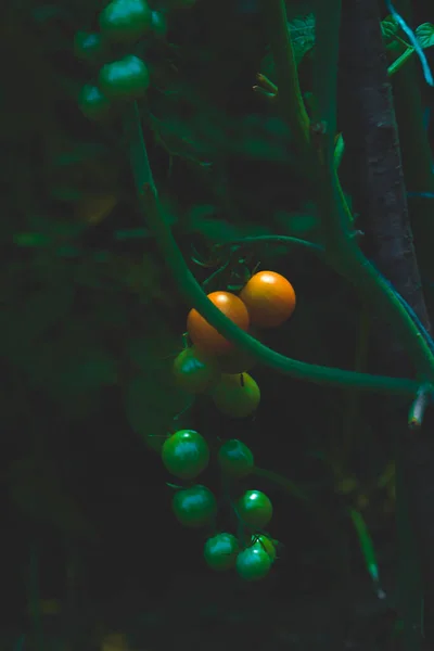 Cherry Tomatoes Red Green Yellow Colors Unripe — Photo