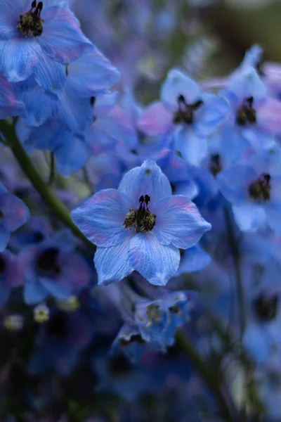 Blue Flowers Field Beautiful Nature Day — Zdjęcie stockowe
