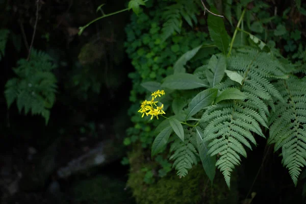 Yellow Flower Beautiful Nature Day Wild Life — Photo
