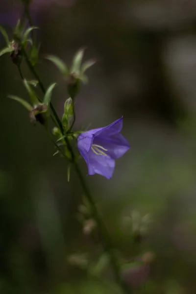 Blue Flowers Field Beautiful Nature Day — 스톡 사진