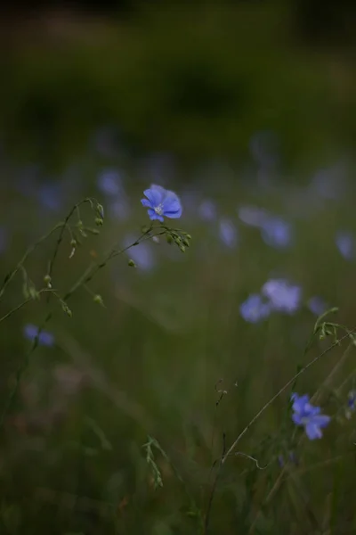 Голубые Цветы Поле Красивая Природа День — стоковое фото