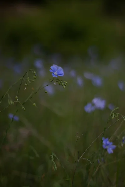 Blue Flowers Field Beautiful Nature Day — Stockfoto