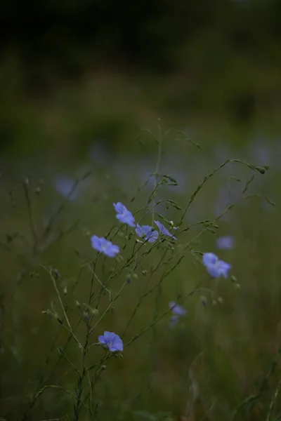 Blue Flowers Field Beautiful Nature Day — 스톡 사진