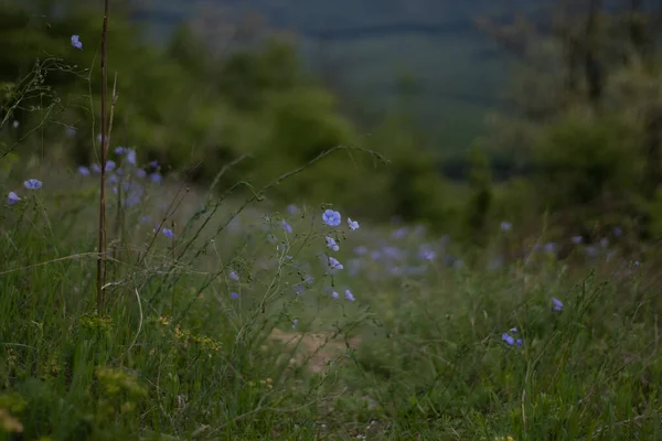 Blue Flowers Field Beautiful Nature Day — 图库照片