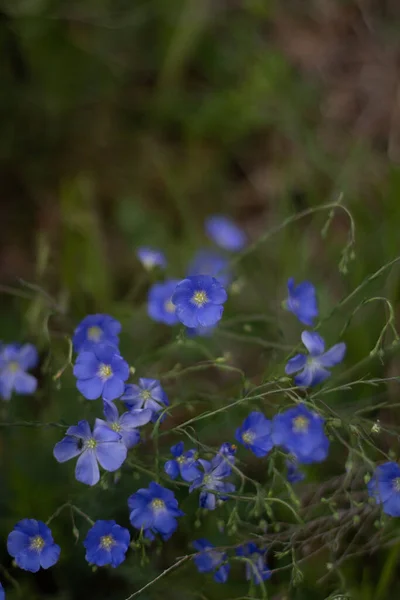 Blue Flowers Field Beautiful Nature Day — Stok Foto