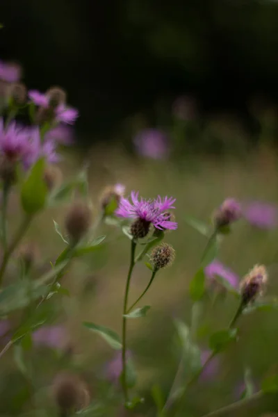Pink Purple Flower Field Beautiful Nature Day — Stockfoto