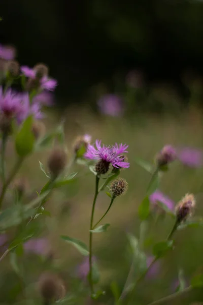 Pink Purple Flower Field Beautiful Nature Day — 스톡 사진