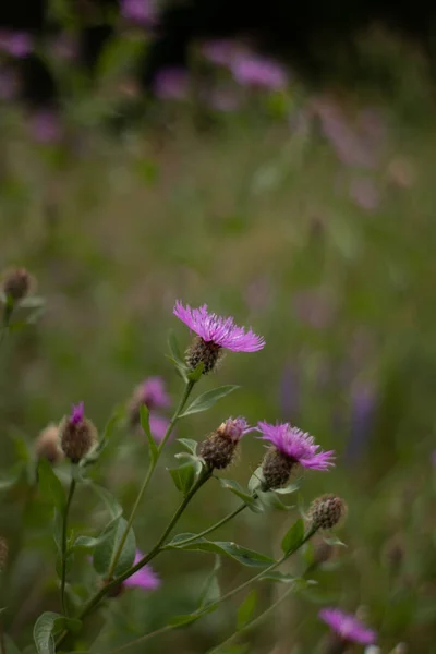 Pink Purple Flower Field Beautiful Nature Day — 스톡 사진
