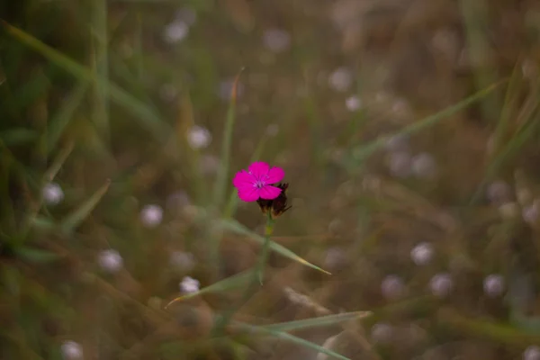 Pink Purple Flower Field Beautiful Nature Day —  Fotos de Stock