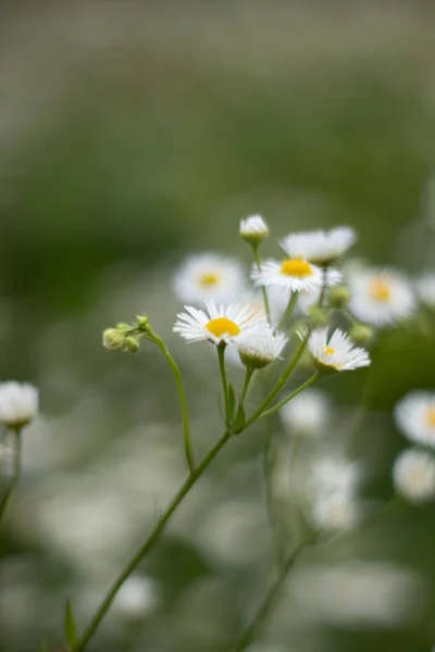 Chamomile Flowers Colors Life Nature Field — 图库照片