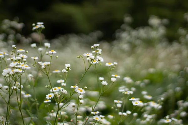 Chamomile Flowers Colors Life Nature Field — 스톡 사진