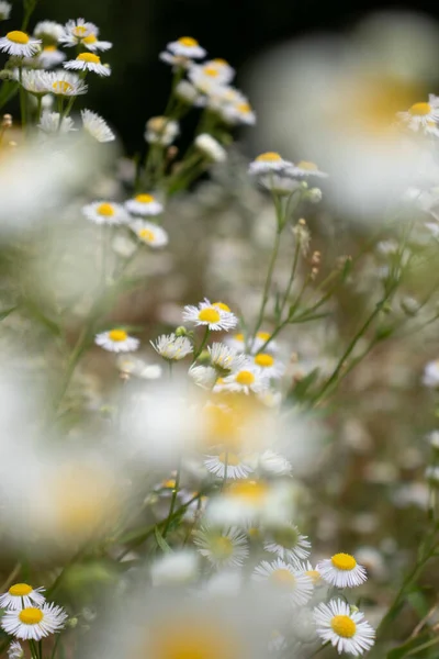 Chamomile Flowers Colors Life Nature Field — 图库照片