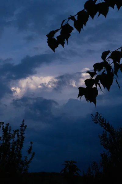 Вид Хмарне Небо Через Лист Берези Природа — стокове фото