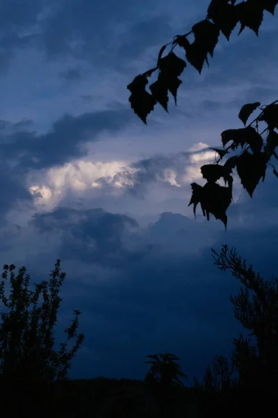 View Cloudy Sky Leaf Birch Tree Nature — 图库照片