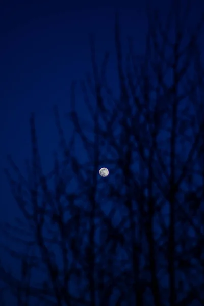 Глупая Луна Ночью Тишина Голубое Небо — стоковое фото
