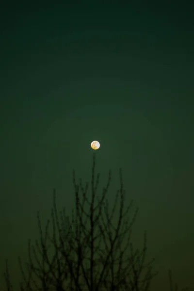 Fool Moon Night Silence Green Sky Moody — Stock fotografie