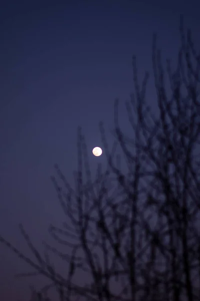 Fool Moon Night Silence Purple Sky — Fotografia de Stock