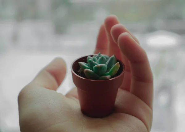 Female Holding Mini Cactus Small Plant Little — Stock fotografie