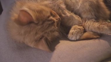 Uykulu turuncu kedi yastığın üzerinde dinleniyor. Yorgun, bitkin kedi yavrusu uyuyor. Tatlı kızıl kedi.