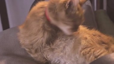 Küçük kedi yavrusu temizliği. Şirin kızıl kedi kürk yalıyor..