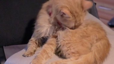 Küçük kızıl kedi pire enfeksiyonu kapmış. Şirin turuncu kedicik tüylü kürkü temizliyor