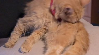 Pis sokak kedisi pire hastalığına yakalanmış tüylü kürk yalıyor. Tatlı kızıl kedi temizliği