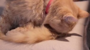 Pis sokak zencefili kedi aşırı derecede kuyruk temizliyor. Pire hastalığına yakalanmış sokak kedisi