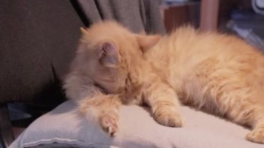 Pis kürkü temizleyen sevimli kızıl kedicik. Pire enfeksiyonundan muzdarip sokak kedisi