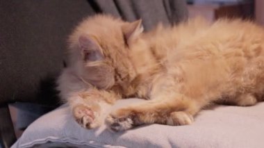 Pis sokak kedisi pireleri temizliyor. Şirin kızıl kedi yavrusu aşırı derecede pasaklı kabarık pençeleri yalıyor.