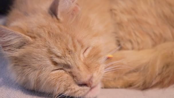 Lindo jengibre gato durmiendo en beige almohada. gatito naranja cansado soñoliento. esponjoso — Vídeo de stock