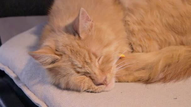 困倦困倦的小猫睡在米色的枕头上。可爱的绒毛姜猫睡着了 — 图库视频影像