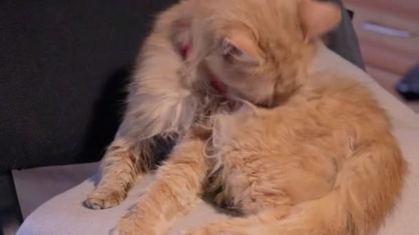 Liten ingefära katt infekterad med loppinfektion. söt orange kitty rengöring fluffig päls — Stockvideo