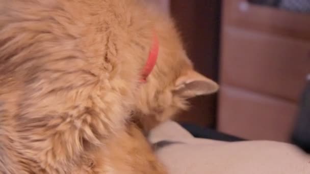 Dirty street cat infected with flea disease cleaning fur excessively. cute ginger kitten licking fluffy fur — Stock Video