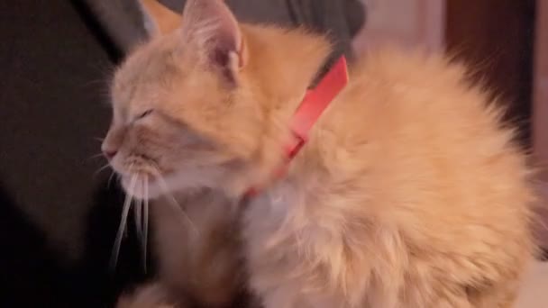 Carino gatto zenzero infettato da malattia delle pulci eccessivamente graffiare pelliccia pruriginosa. piccolo gattino randagio affetto da infezione — Video Stock