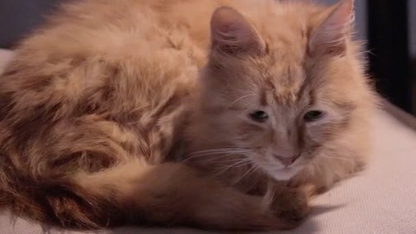 Милий зелений кіт з імбиром, що спирається на бежеву подушку. втомлений пухнастий апельсиновий кошеня — стокове відео