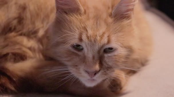 Lindo peludo gato de ojos verdes descansando sobre almohada beige. adorable gatito mirando en cámara — Vídeos de Stock