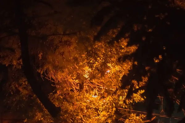 Folhas Laranja Galhos Árvore Com Luz Lanterna Fundo Noite Quente — Fotografia de Stock