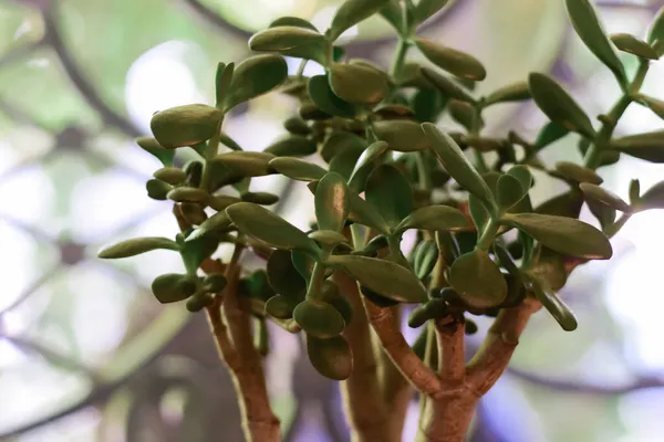 sağlıklı yeşil crassula ovata sulu yeşim bitkisi şanslı para ağacı pencere pervazında.